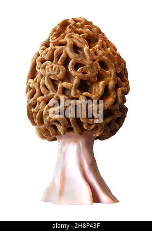 champignon morel isolé sur fond blanc Banque D'Images