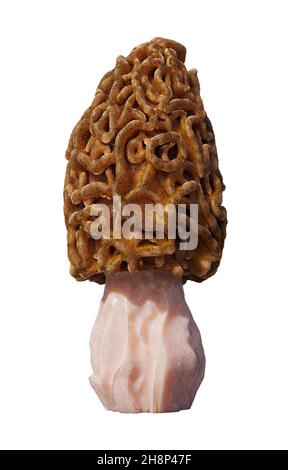 champignon morel isolé sur fond blanc Banque D'Images