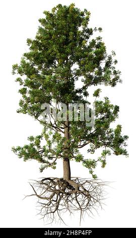 bel arbre avec racines, isolé sur fond blanc Banque D'Images