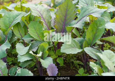 Jeune usine de kohlrabi rouge dans le jardin. Banque D'Images