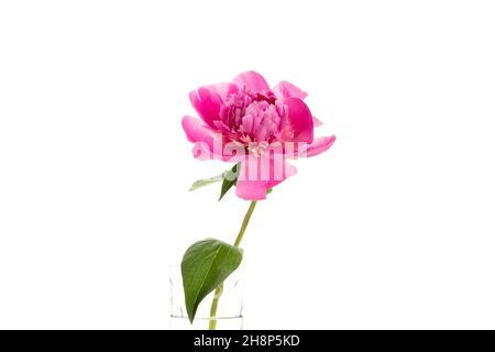 Pivoine rose dans un vase en verre isolé sur fond blanc.Motif carte à fleurs Banque D'Images