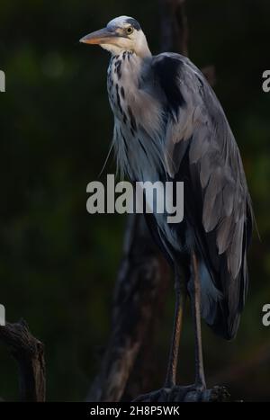 Un héron gris (Ardea cinerea) perche sur une branche au-dessus d'une crique au large de la Gambie.Tendaba, la République de Gambie. Banque D'Images