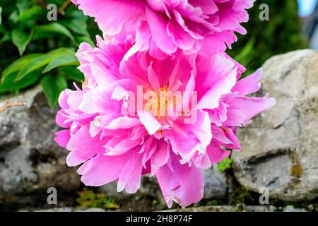 Bush avec une grande fleur de pivoine délicate dans un jardin lors d'une journée de printemps ensoleillée, magnifique arrière-plan floral extérieur photographié avec une mise au point sélective Banque D'Images