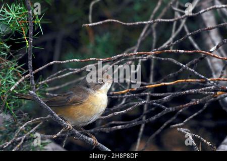 Sylvia warbler - la Paruline de la zarcerilla est une espèce de passereau de la famille des sylviidae. Banque D'Images