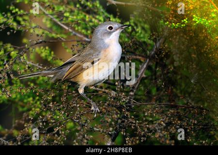 Sylvia warbler - la Paruline de la zarcerilla est une espèce de passereau de la famille des sylviidae. Banque D'Images