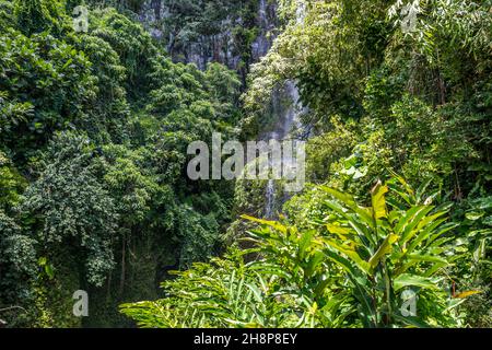 Décor de paysage forêt épique du sentier pédestre de Haleakala National Park Banque D'Images