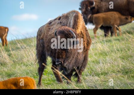 Des buffles et des chiens rouges se balader dans le pâturage verdoyant du parc de la réserve Banque D'Images