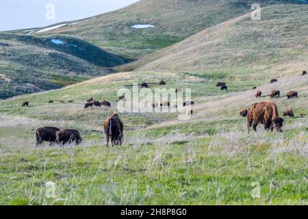 Des buffles se balader dans le pâturage verdoyant du parc de la réserve Banque D'Images