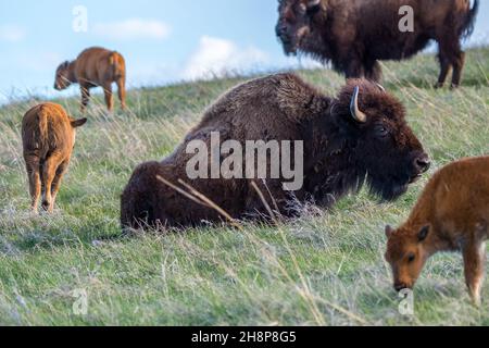 Des buffles et des chiens rouges se balader dans le pâturage verdoyant du parc de la réserve Banque D'Images