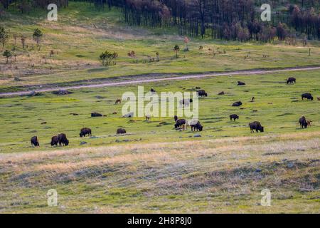 Des buffles se balader dans le pâturage verdoyant du parc de la réserve Banque D'Images