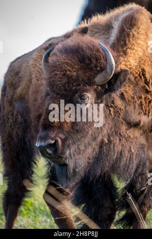 Des buffles se balader dans le pâturage verdoyant du parc de la réserve Banque D'Images