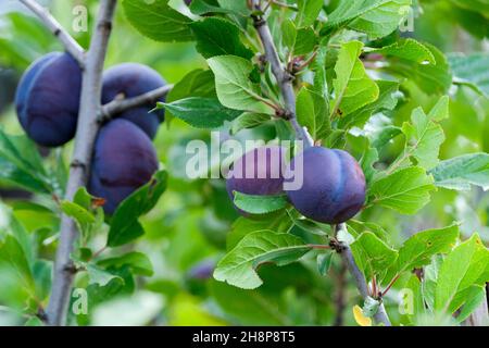 Prune européenne, Prunus domestica 'Jojo', prunes mûres poussant sur un arbre.Cultivar Jojo Banque D'Images