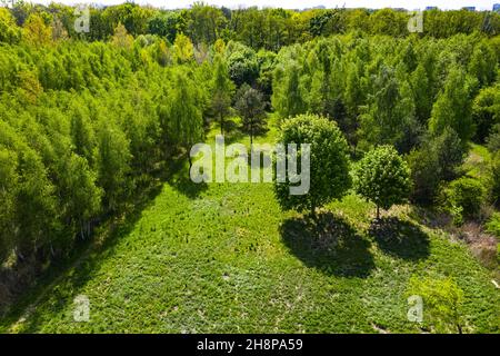 Vue de haut en bas d'une forêt à feuilles persistantes au début de l'été avec une route de terre. Une nouvelle croissance est visible sur les bords extérieurs des arbres Banque D'Images