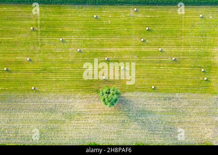 Bandes verticales de parcelles agricoles de différentes cultures. Vue aérienne prise de vue à partir d'un drone directement au-dessus du champ Banque D'Images