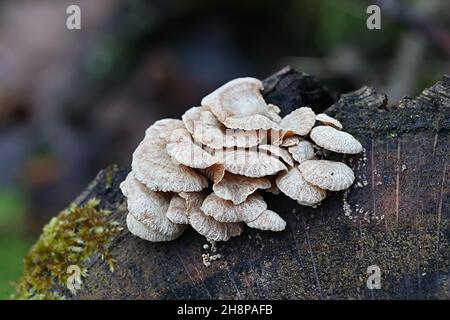 Panellus stipticus, communément connu sous le nom d'huître amère, panus astringent ou panellus luminescent, champignon sauvage de Finlande Banque D'Images