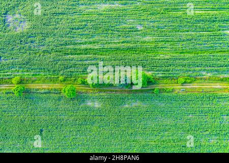 Formes géométriques abstraites de parcelles agricoles de différentes cultures, de couleurs jaune et verte. Vue aérienne prise de vue à partir d'un drone directement au-dessus du champ Banque D'Images