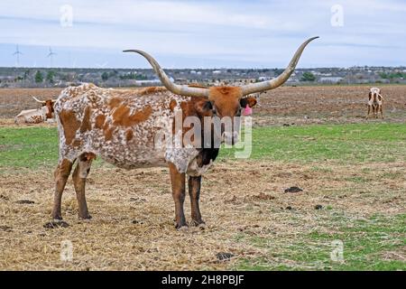 Texas Longhorn vaches dans le champ, race de bétail connu pour ses longues cornes caractéristiques, Texas, États-Unis / Etats-Unis Banque D'Images
