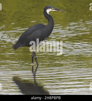 Egretta gularis (Egretta gularis) pêche dans un étang peu profond.Kotu, la République de Gambie. Banque D'Images