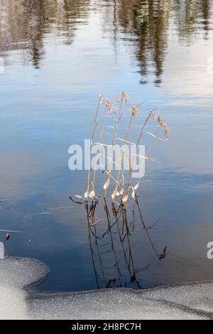 Première neige autour d'un étang de castors avec eau libre, Grand Sudbury, Ontario, Canada Banque D'Images