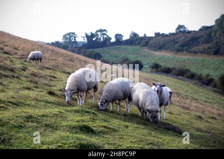 Moutons pageant le long d'une crête abrupte dans Coomber Dale, East Riding du Yorkshire le long de la route de la promenade de Yorkshire Wolds Way. Banque D'Images