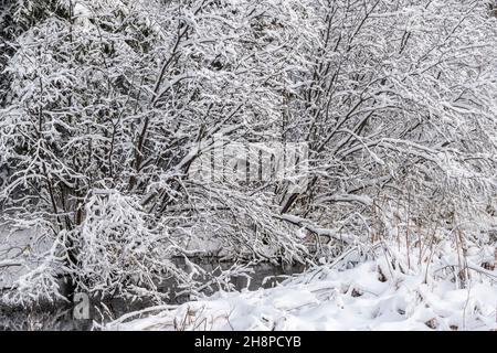 Neige fraîche sur les branches d'arbres, le Grand Sudbury, Ontario, Canada Banque D'Images