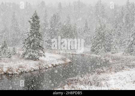 Junction Creek dans un déneigement, Grand Sudbury, Ontario, Canada Banque D'Images