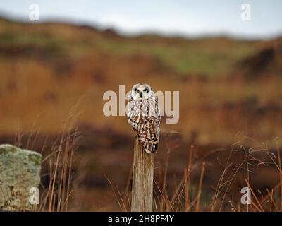 Le petit hibou (ASIO flammeus) est presque directement derrière lui, tandis qu'il est généralement perché sur le fencepost et qu'il chasse les campagnols du continent, Orkney, Écosse, Royaume-Uni Banque D'Images