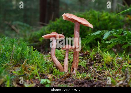 Groupe de trois champignons, petits et grands, Laccaria, probablement le deceiver bicolore Banque D'Images