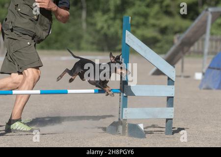 Manchester Terrier surmonte un obstacle à l'agilité lors d'une compétition d'agilité Banque D'Images