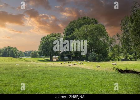 Coucher de soleil sur le paysage hollandais de polder vert ascendant entre Ter AAR et Alphen aan den Rijn avec des moutons de pâturage contre le fond avec des arbres et l'église Banque D'Images