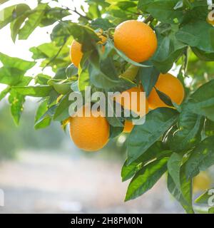 Oranges mûres sur une branche d'arbre avec des feuilles luxuriantes Banque D'Images