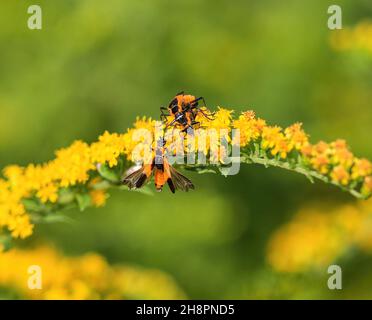 Un groupe de coléoptères de soldat sur une tige de fleur de Goldenrod, avec deux accouplement et un sur le point d'atterrir avec des ailes ouvertes. Banque D'Images