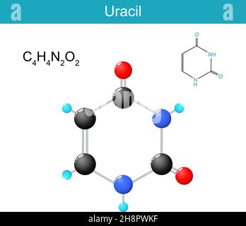 Formule moléculaire de l'uracile.Formule et modèle de structure chimique d'une nucléobase dans l'ARN des acides nucléiques.Illustration vectorielle Illustration de Vecteur