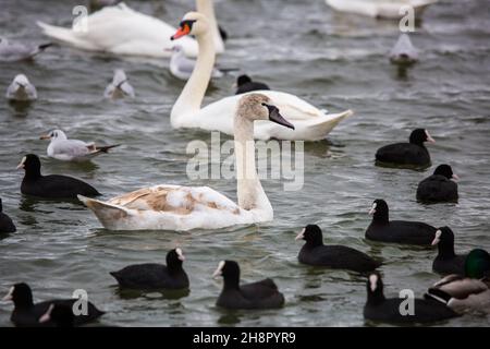 Cygnes blancs, canards sauvages et goélands nageant en eau de mer en hiver.Lutter contre les mouettes supplier la nourriture des gens.Oiseaux hivernant au froid.Les gens conservati Banque D'Images