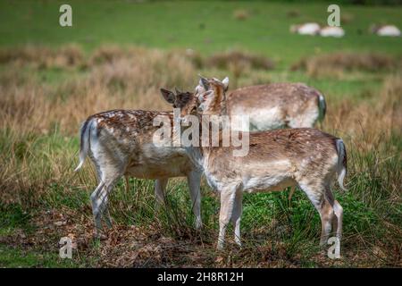 Fallow les chânes de cerf paissent au soleil à Tatton Park, Knutsford, Cheshire Banque D'Images