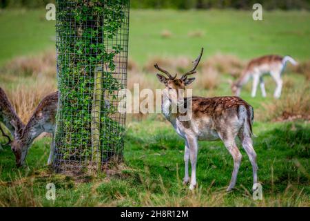 Fallow les chânes de cerf paissent au soleil à Tatton Park, Knutsford, Cheshire Banque D'Images