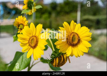 Tournesols dans les derniers jours de l'été avec l'insecte Banque D'Images