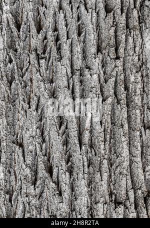 Texture très détaillée de l'écorce des arbres Banque D'Images