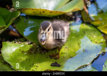 Fermer ujp d'un caneton pallard (anas platyrhnchos) debout sur un coussinet de lys Banque D'Images