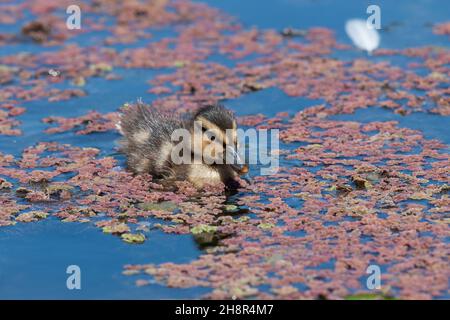 Fermer ujp d'un caneton pallard (anas platyrhnchos) nageant dans l'eau Banque D'Images