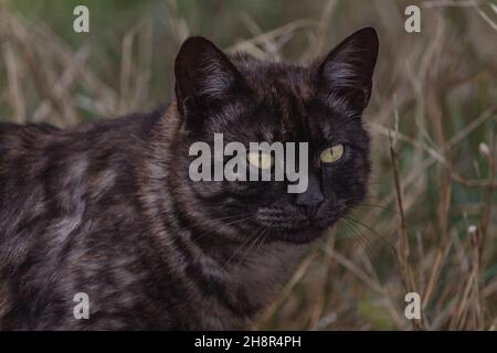 Chat de rue de couleur foncée avec des yeux vert jaunâtre Banque D'Images