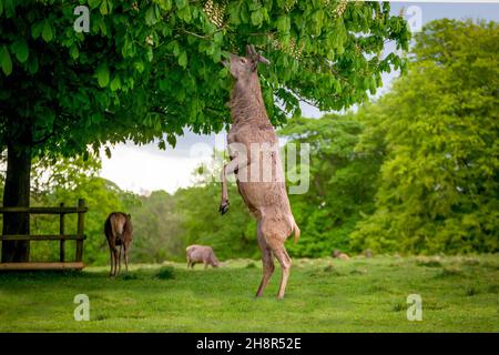 Le cerf femelle se tient sur les pattes arrière pour manger les feuilles de l'arbre de châtaignier de cheval Banque D'Images