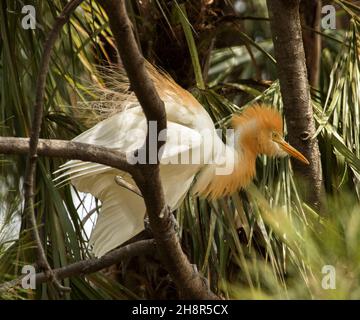 Spectaculaire Cattle Egret, Ardea ibis, en plumage orange et blanc, parmi les arbres dans le parc de la ville en Australie Banque D'Images