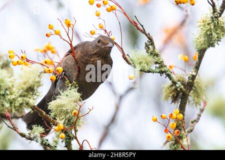 femelle blackbird - turdus merula - regarder un rejeté une baie de rowan orange tomber au sol Banque D'Images
