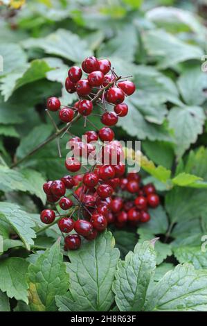 La baneberry rouge (Actaea rubra) porte des fruits noirs dans un jardin en septembre Banque D'Images