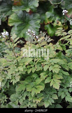 La baneberry blanche (Actaea rubra negecta) porte des fruits noirs dans un jardin en septembre Banque D'Images