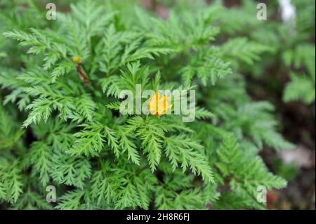 L'oeil du faisan (Adonis amurensis) Fukujukai fleurit dans un jardin en avril Banque D'Images