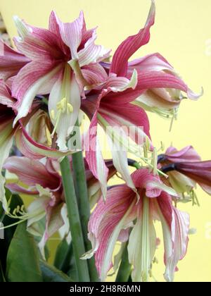 Un bouquet d'hippeastrum rose et blanc (Amaryllis) Rosario en avril Banque D'Images