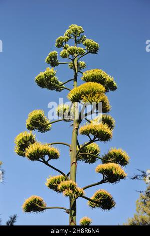 La plante Century (Agave americana) pousse en Croatie en juillet Banque D'Images