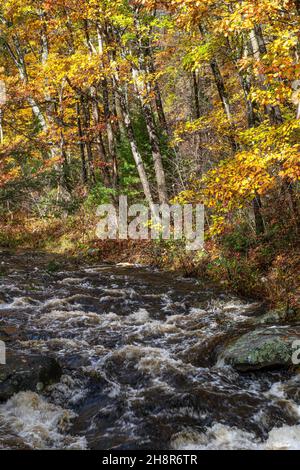 le feuillage d'automne atteint son sommet au ruisseau willard situé dans la forêt d'état de willard Banque D'Images